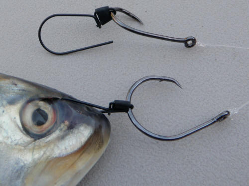 Ultimate Bait Bridle - Large Size - 50 Pack – Ultimate Fishing Float
